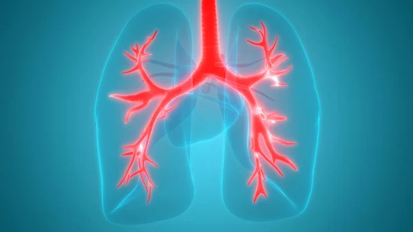 Anatomie Pulmonaire Système Respiratoire Humain — Photo