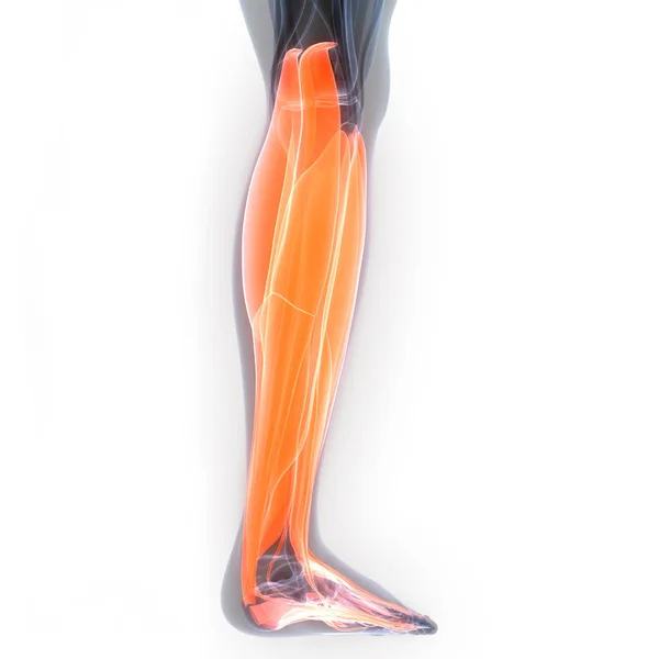 Human Body Bone Joint Pains Leg Joints Anatomy Illustration — стокове фото