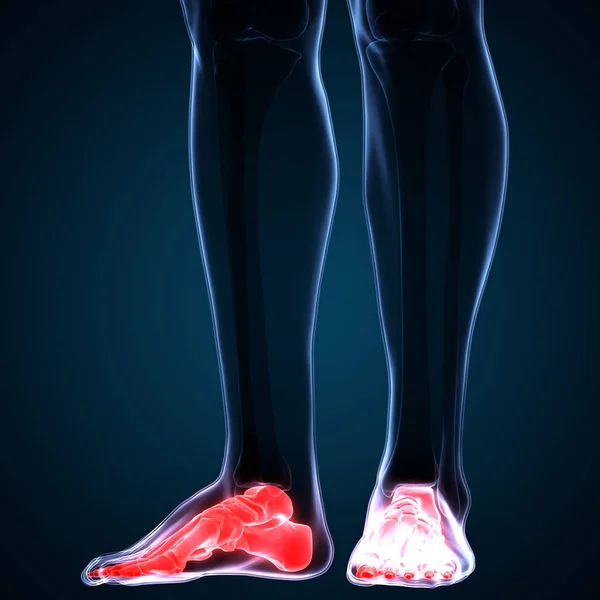 Human Body Bones Joint Pains (Feet joints and Bones). 3D - Illustration