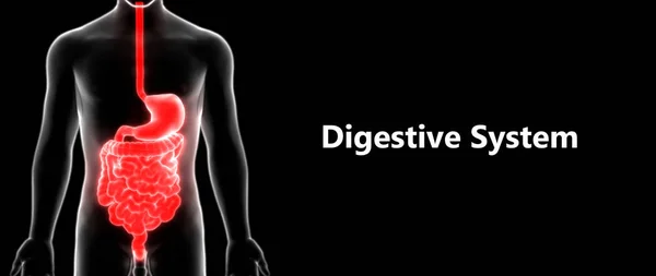 Human Digestive System Large Small Intestine Anatomy — Stock Photo, Image