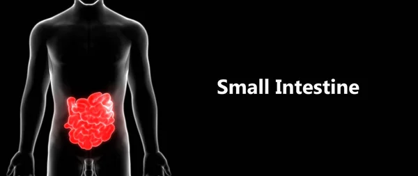 Human Digestive System Small Intestine Anatomy Illustration — Stock Photo, Image