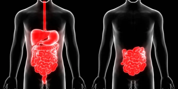 人体消化系统大 小肠胃解剖 — 图库照片