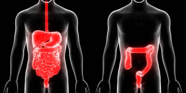 Menselijk Spijsverteringssysteem Grote Kleine Intestine Anatomie — Stockfoto