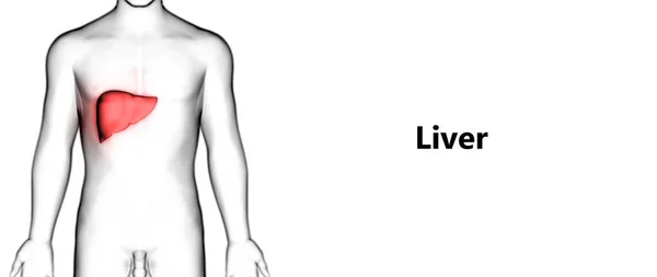 Emberi Belső Emésztőszervi Szervek Máj Anatómia — Stock Fotó