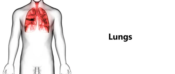 인간의 Human Respiratory System Lungs Anatomy — 스톡 사진