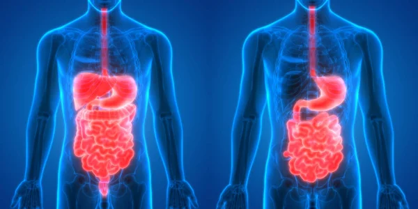 ヒト消化器系大小の腸内解剖学 — ストック写真