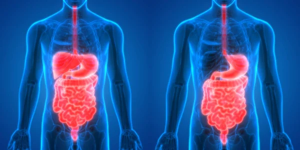Sistema Digestivo Humano Anatomia Intestinal Grande Pequena — Fotografia de Stock