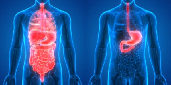 Sistema Digestivo Humano Anatomía Del Intestino Delgado Grueso —  Fotos de Stock