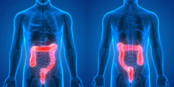 Anatomía Del Intestino Grueso Del Sistema Digestivo Humano Ilustración —  Fotos de Stock