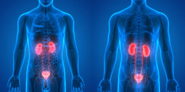 İdrar torbası anatomisi olan insan böbrekleri. 3D - Görüntü