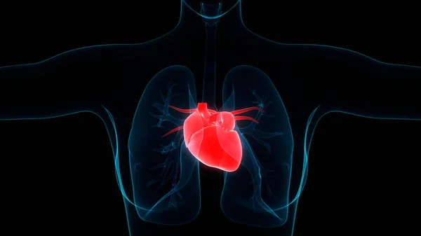 人类心脏解剖 — 图库照片
