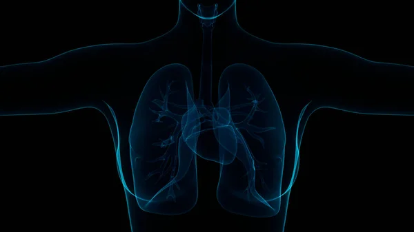 Anatomie Pulmonaire Système Respiratoire Humain — Photo