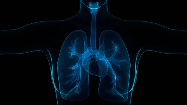 Anatomie Pulmonaire Système Respiratoire Humain — Photo