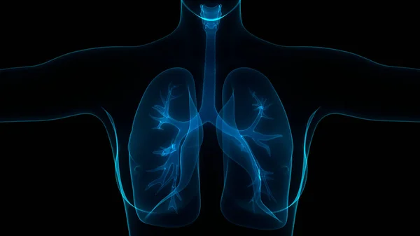 인간의 Human Respiratory System Lungs Anatomy — 스톡 사진