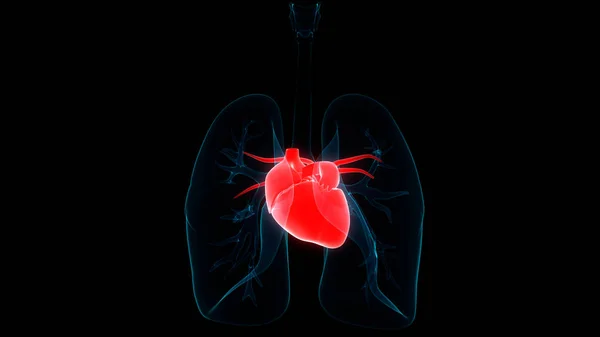 Anatomía Del Corazón Humano Ilustración — Foto de Stock