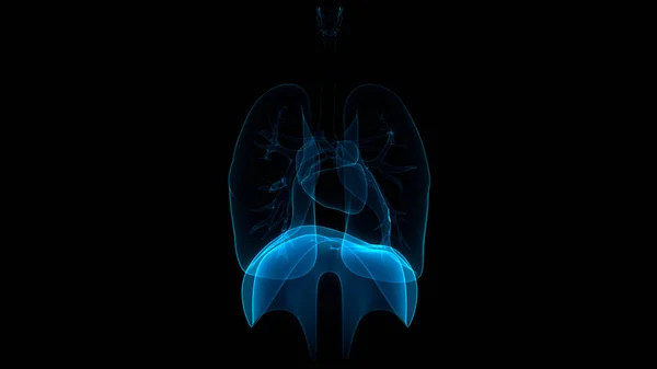 Anatomia Polmonare Del Sistema Respiratorio Umano — Foto Stock