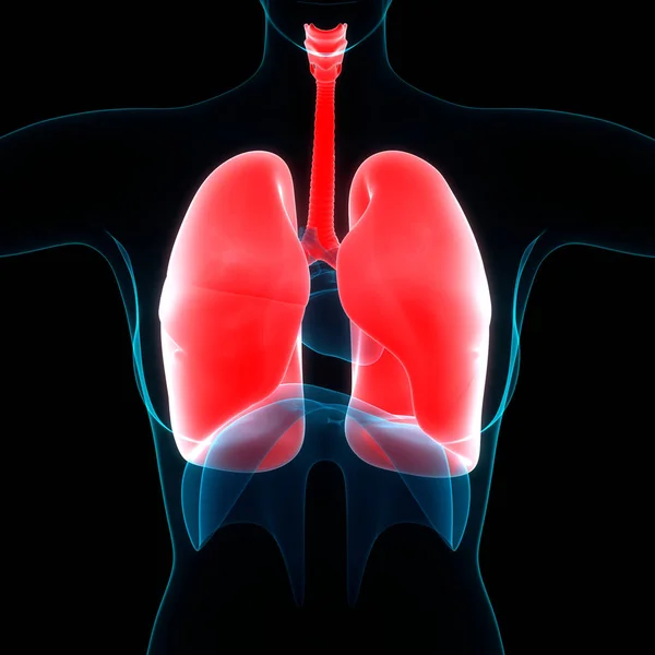 Human Respiratory System Lungs Anatomy — Stock Photo, Image