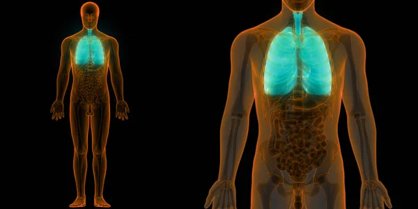 인간의 Human Respiratory System Lungs Anatomy — 스톡 사진