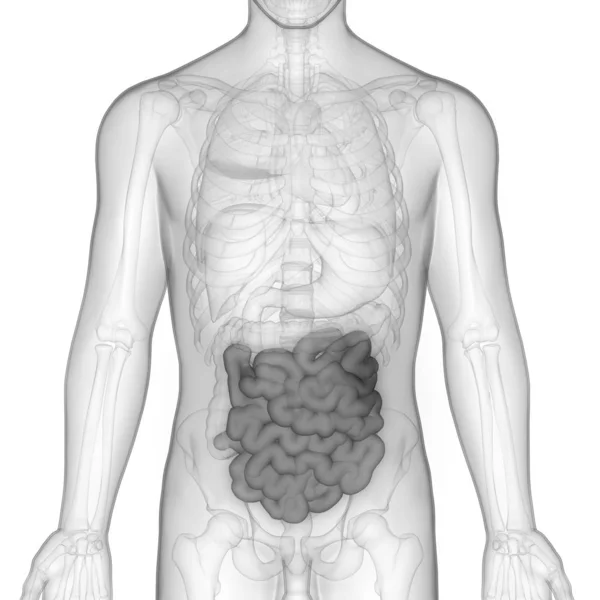 Human Digestive System Large Small Intestine Anatomy — 스톡 사진