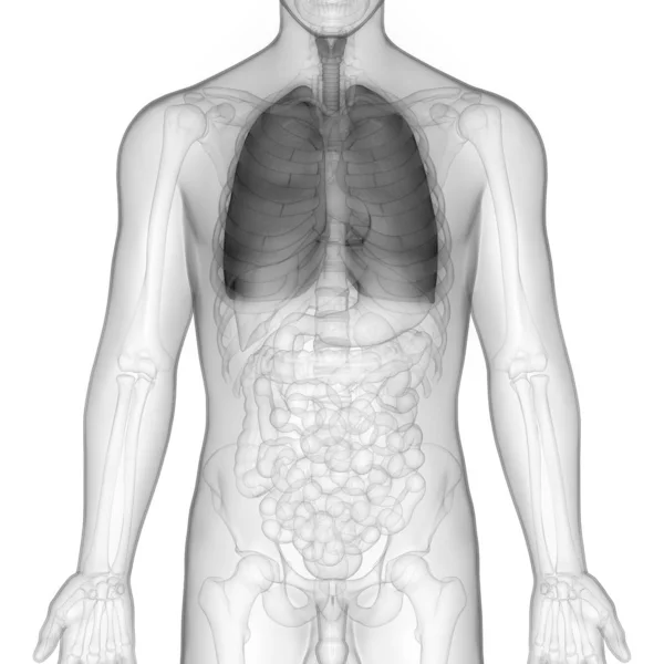 Anatomie Pulmonaire Système Respiratoire Humain — Photo