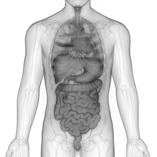 Mänskligt Matsmältningssystem Stor Och Liten Tarminfektion Tredimensionell — Stockfoto