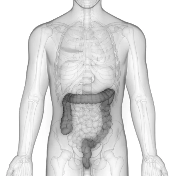 Ludzki Układ Pokarmowy Anatomia Jelita Grubego Ilustracja — Zdjęcie stockowe