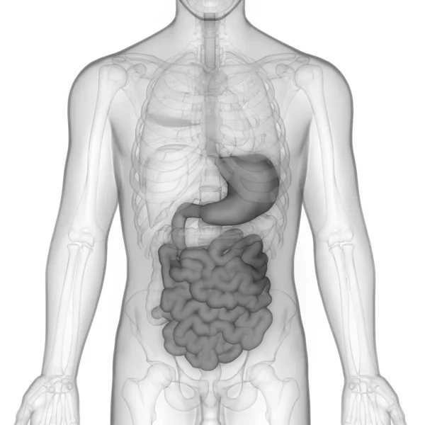 Mänskligt Matsmältningssystem Stor Och Liten Tarminfektion Tredimensionell — Stockfoto