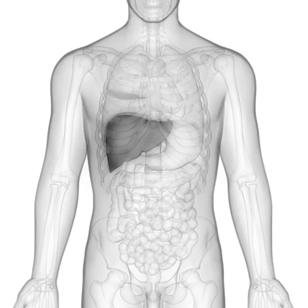 Human Internal Digestive Organ Liver Anatomy Inglés — Foto de Stock