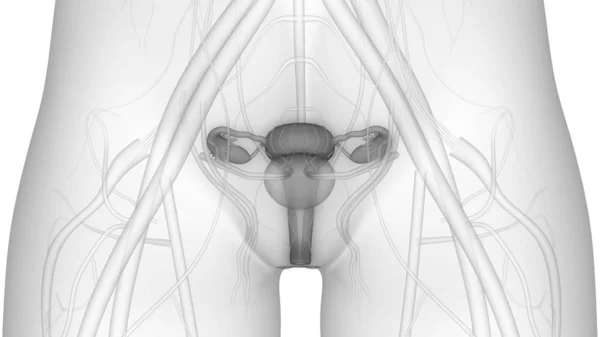 Anatomie Des Weiblichen Fortpflanzungssystems Illustration — Stockfoto