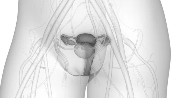 Sistem Reproduksi Wanita Anatomi Ilustrasi — Stok Foto