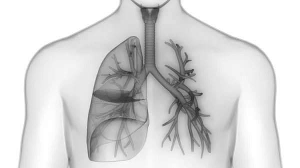 Human Respiratory System Lungs Anatomy — Stock Photo, Image