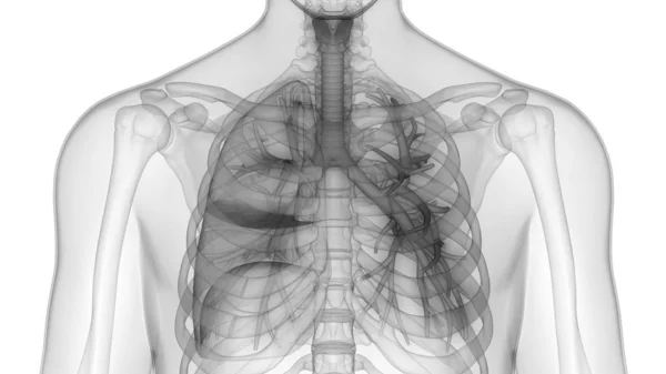 Human Respiratory System Lungs Anatomy — стокове фото