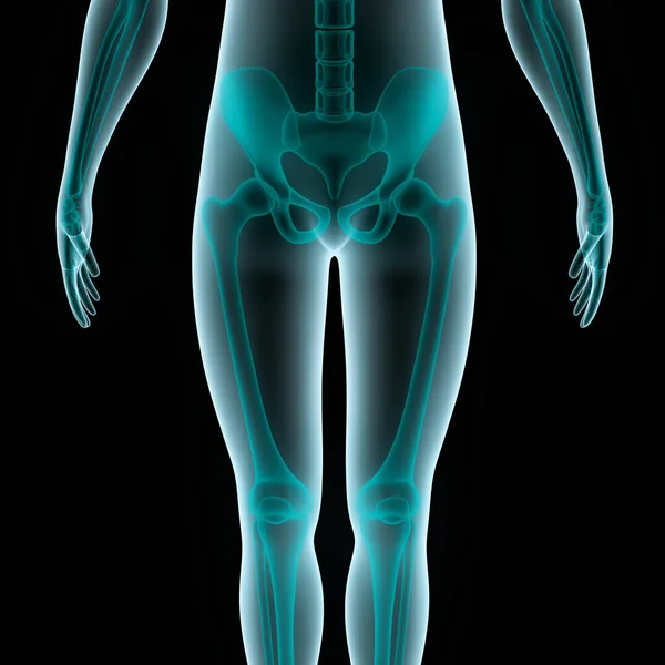 Human Body Bones Joint Pains Leg Joints Hip Pelvis Ілюстрація — стокове фото