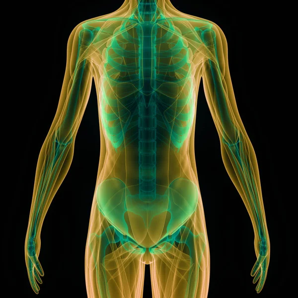 Human Skeleton System Rib Cage Anatomy Illustration — Stock Photo, Image