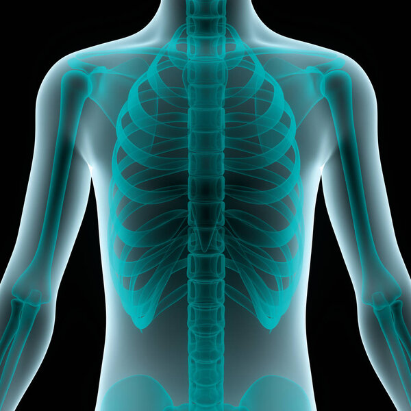 Анатомия грудной клетки человеческой скелетной системы. 3D - Иллюстрация
