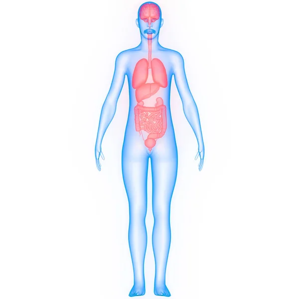 Apparato Digerente Umano Anatomia Intestinale Grande Piccola — Foto Stock