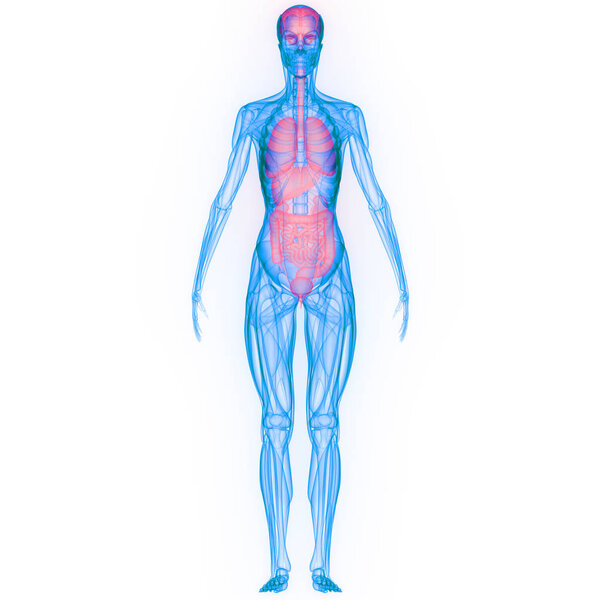 3D Illustration of Human Body Organs Anatomy - Illustration
