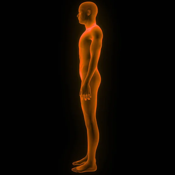 Человеческое Мужское Мышечное Тело Иллюстрация — стоковое фото