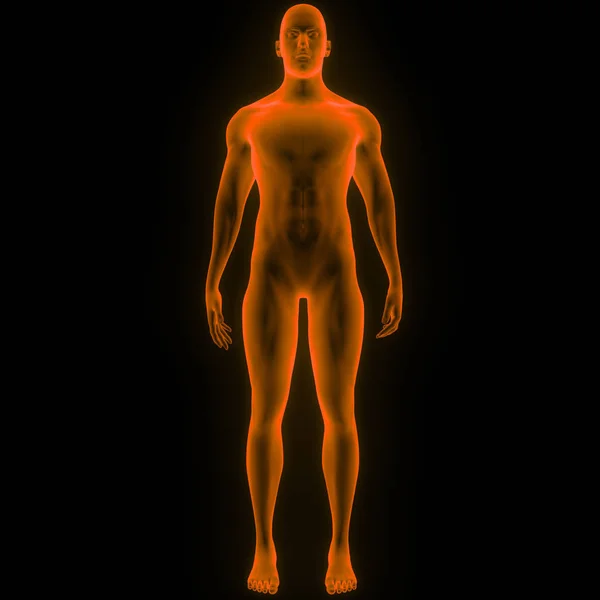 Ανθρώπινο Ανδρικό Σώμα Μυών Εικονογράφηση — Φωτογραφία Αρχείου
