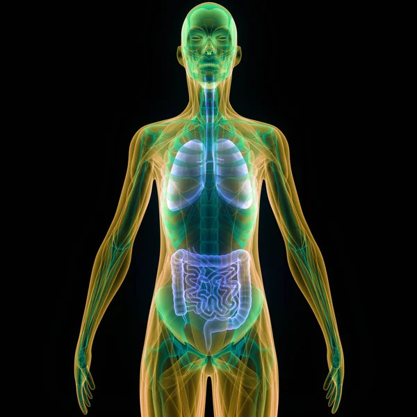 Human Body Organs Anatomy Lungs Small Intestine Kidneys Illustration — Stock Photo, Image