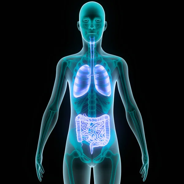 Människokroppens Organ Anatomi Lungor Liten Intestine Med Njurar Illustration — Stockfoto