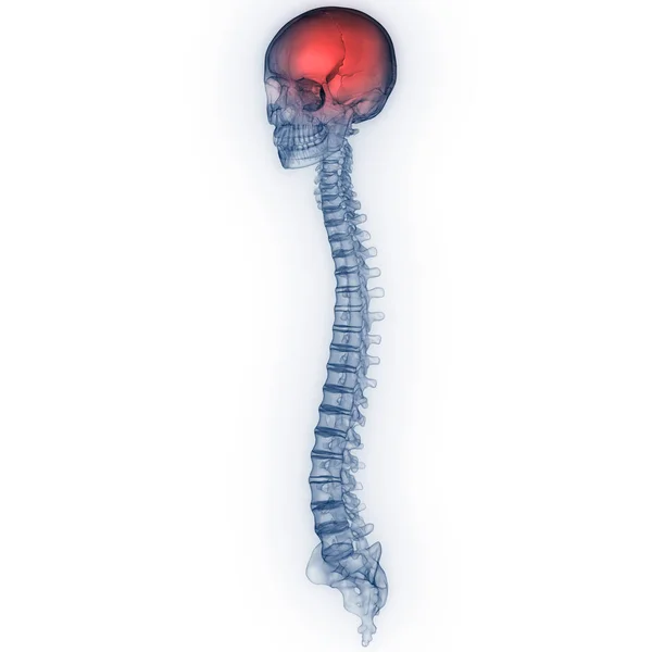 Skull Spine Illustration — Stock Photo, Image