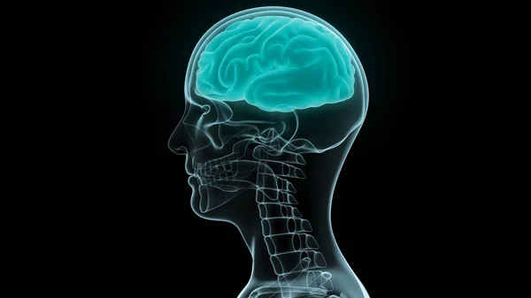 Anatomia Cerebral Humana Ilustração — Fotografia de Stock