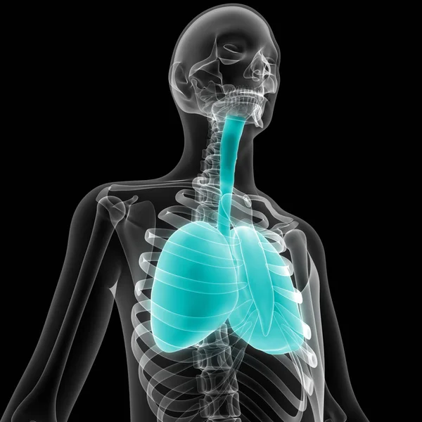 Human Respiratory System Lungs Anatomy — стокове фото