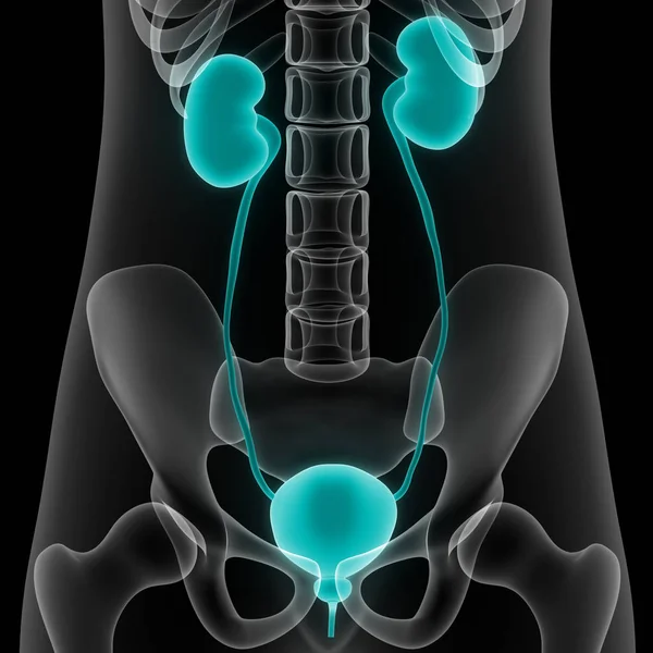Human Urinary System Kidneys Bladder Anatomy Illustration — Stock Photo, Image