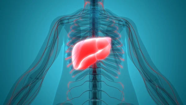 Ludzki Wewnętrzny Organ Trawienny Anatomia Wątroby — Zdjęcie stockowe