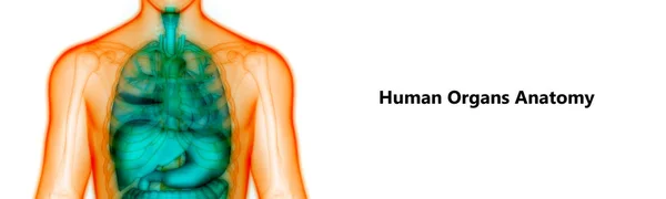 Emberi Test Szervek Anatómiája Illusztráció — Stock Fotó
