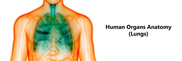 Sistema Respiratorio Humano Almuerzo Anatomía —  Fotos de Stock