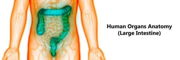 Human Digestive System Large Intestine Anatomy. 3D - Illustration