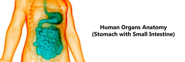 Emberi Emésztőrendszer Nagy Kicsi Bélrendszeri Anatómia — Stock Fotó
